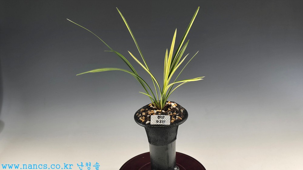 천상