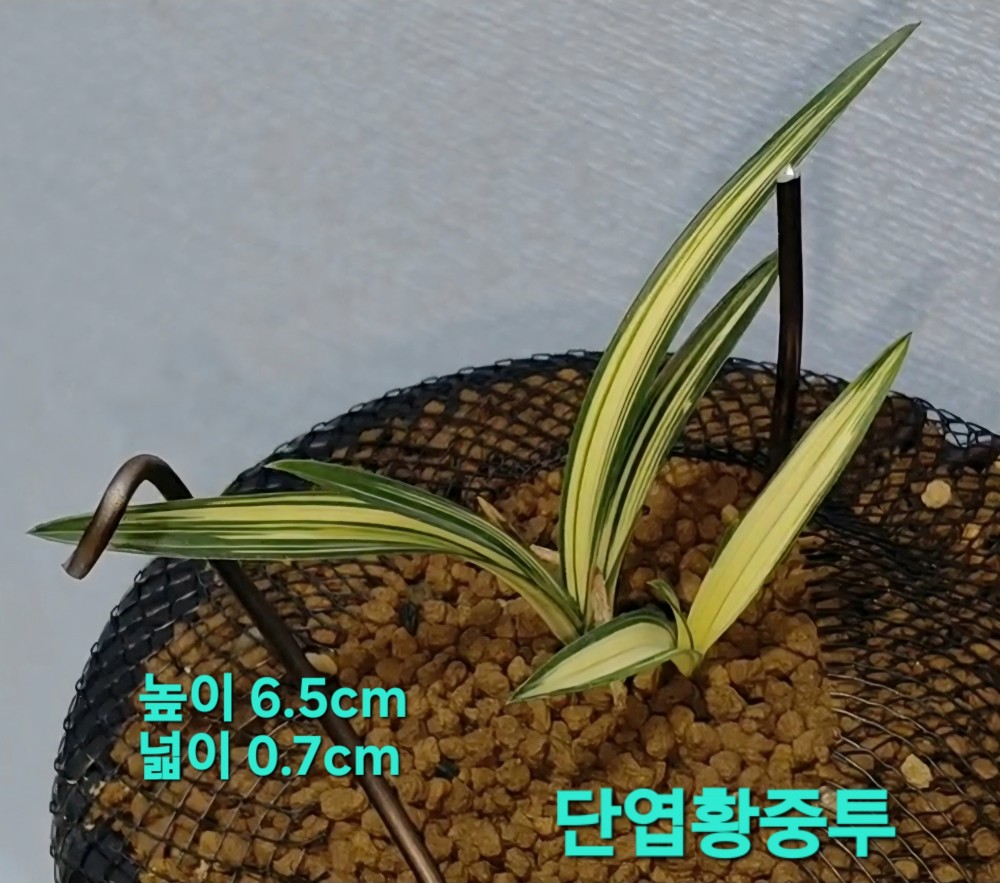 작지만당찬대물☆☆☆?