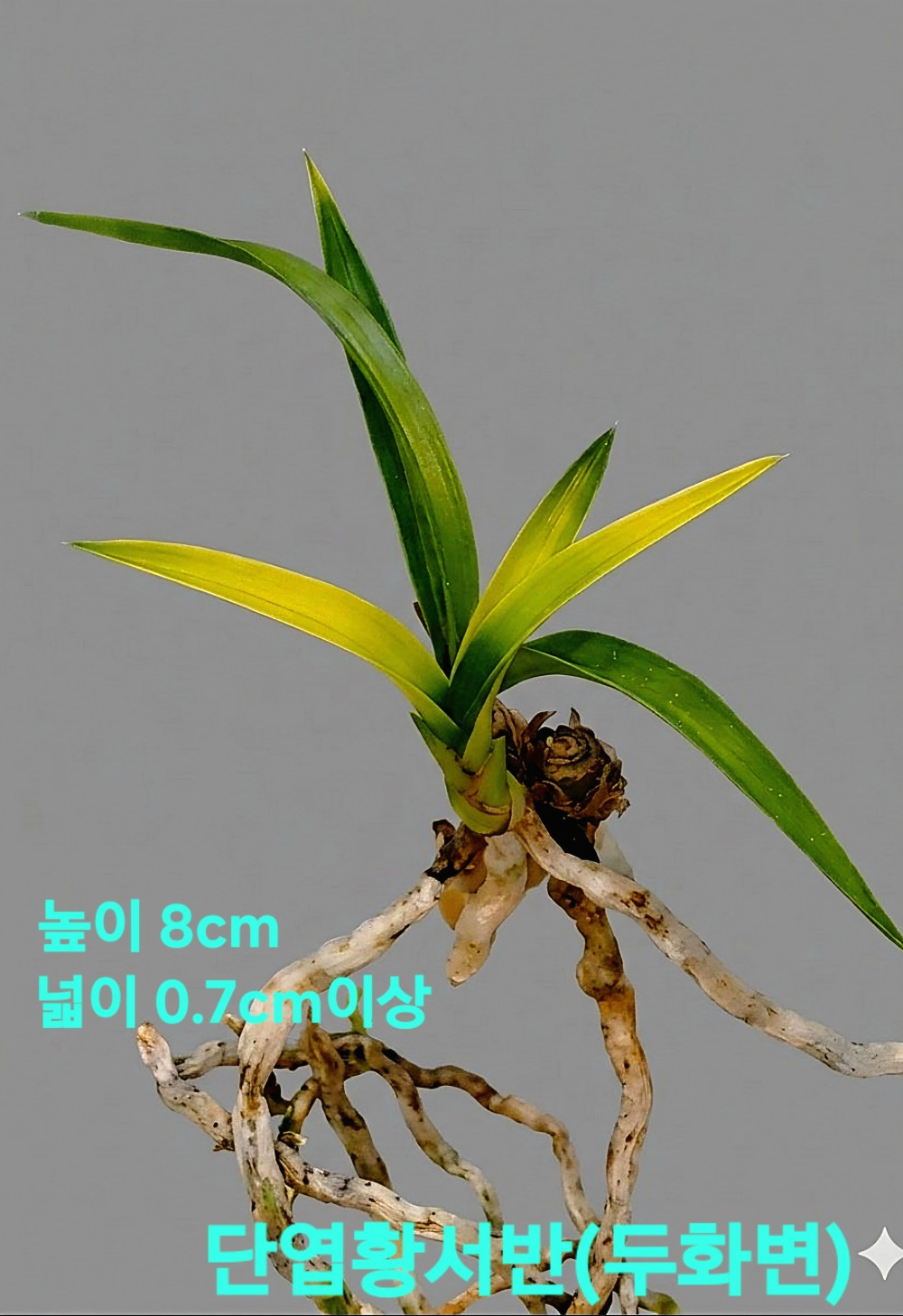 저가격고품격품종☆☆?